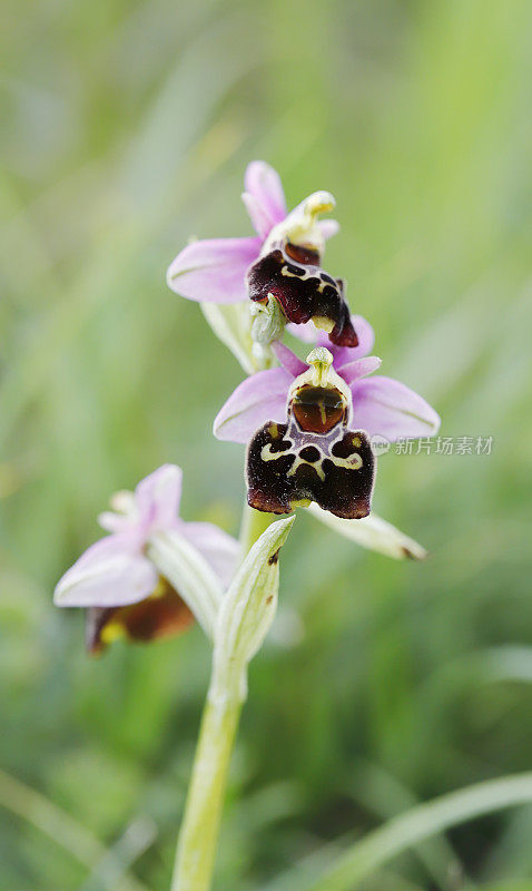 晚蜘蛛兰(Ophrys holosterica)